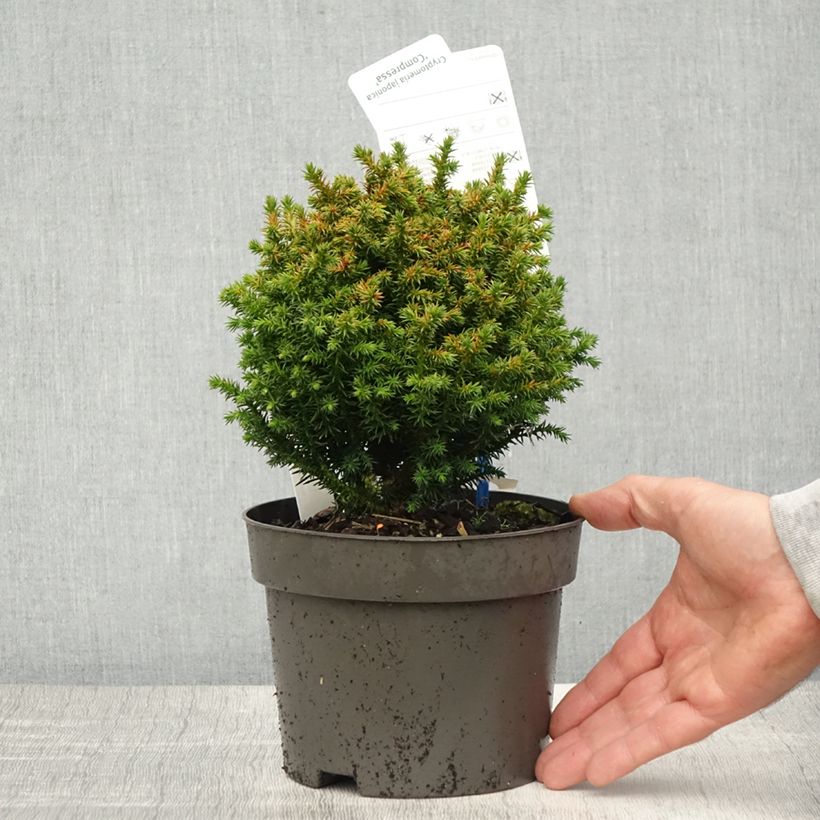 Esimerkki keväällä toimitetusta Sugi Compressa Pot de 2L/3L-taimesta