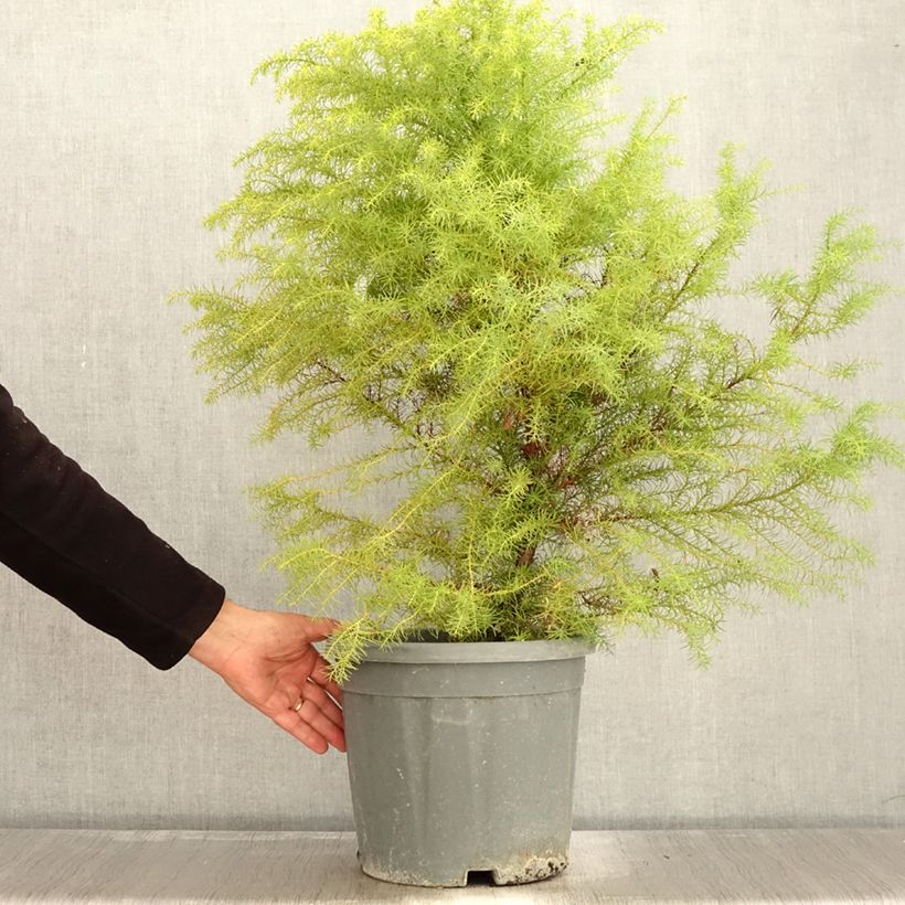 Esimerkki syksyllä toimitetusta Sugi Elegans 7,5 litran / 10 litran ruukku-taimesta