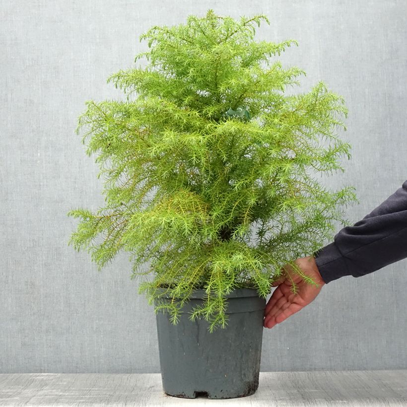 Esimerkki kesällä toimitetusta Sugi Elegans Ruukku 7,5L / 10L-taimesta