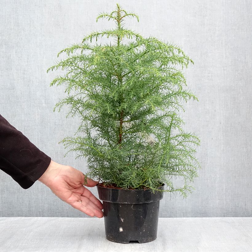Esimerkki syksyllä toimitetusta Sugi Elegans Viridis 2 litran/3 litran ruukku-taimesta