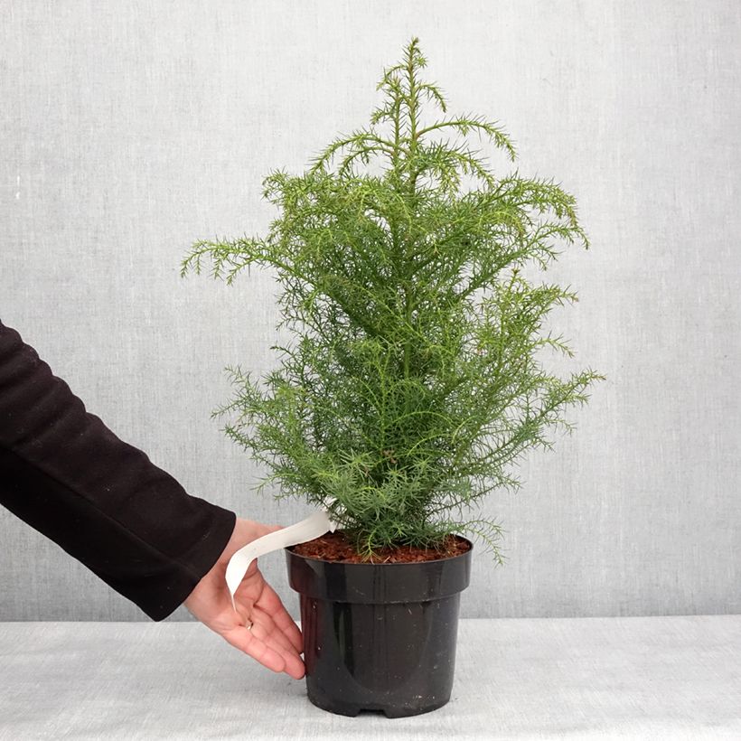 Esimerkki talvella toimitetusta Sugi Elegans Viridis 2 litran/3 litran ruukku-taimesta
