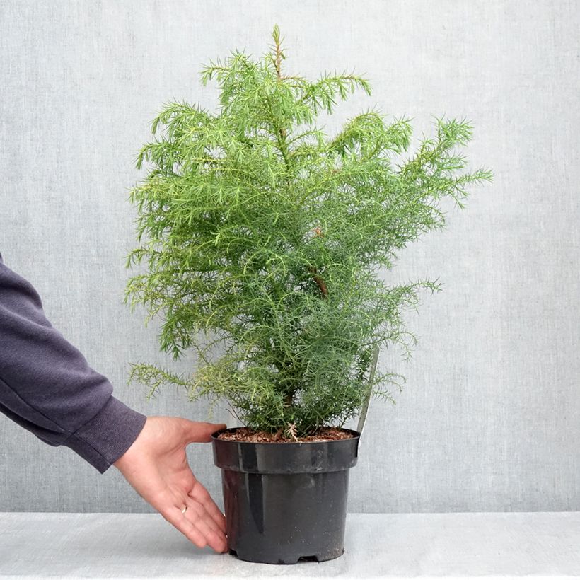 Esimerkki keväällä toimitetusta Sugi Elegans Viridis Pot de 2L/3L-taimesta