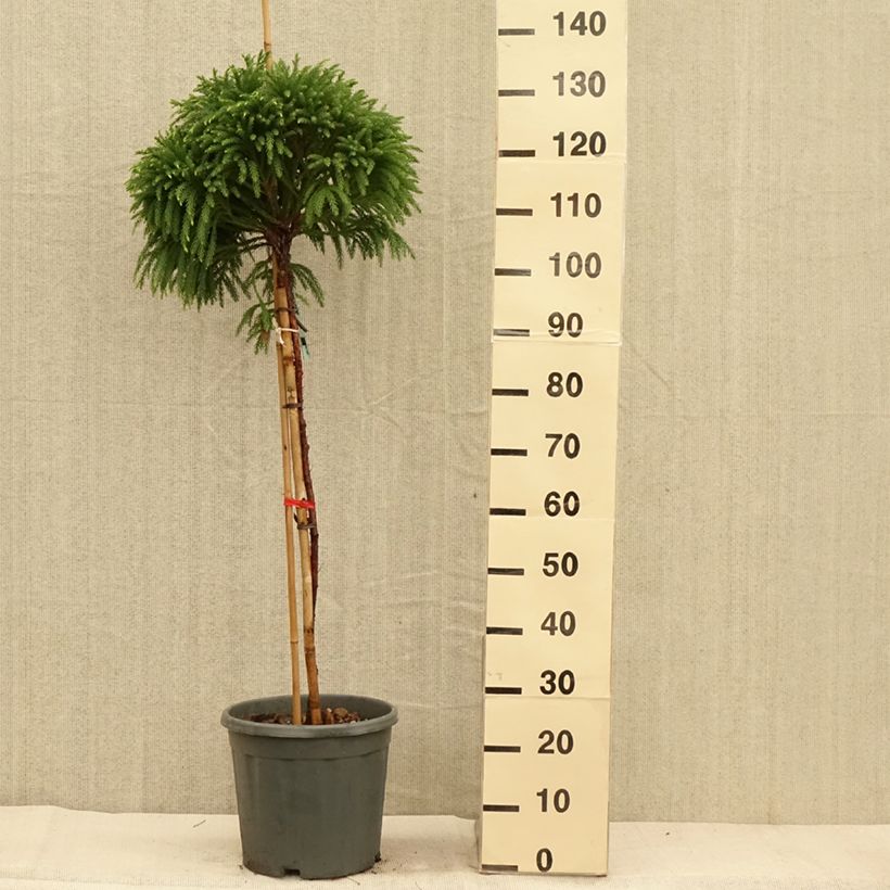 Esimerkki syksyllä toimitetusta Sugi Globosa Nana 12 litran/15 litran ruukku, Runko-taimesta