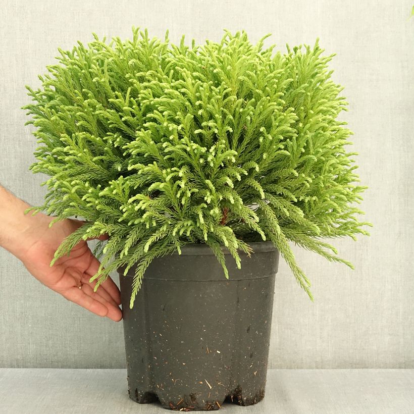Esimerkki kesällä toimitetusta Sugi Globosa Nana 7,5 litran / 10 litran ruukku-taimesta
