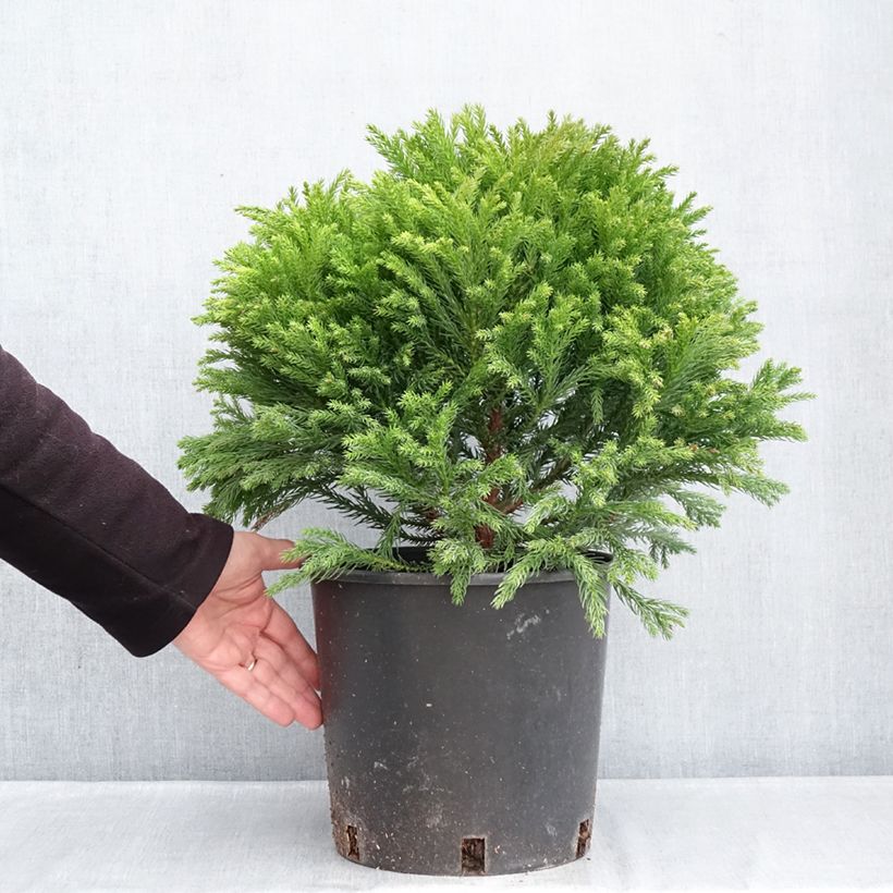 Esimerkki talvella toimitetusta Sugi Globosa Nana Ruukku 7,5L / 10L-taimesta