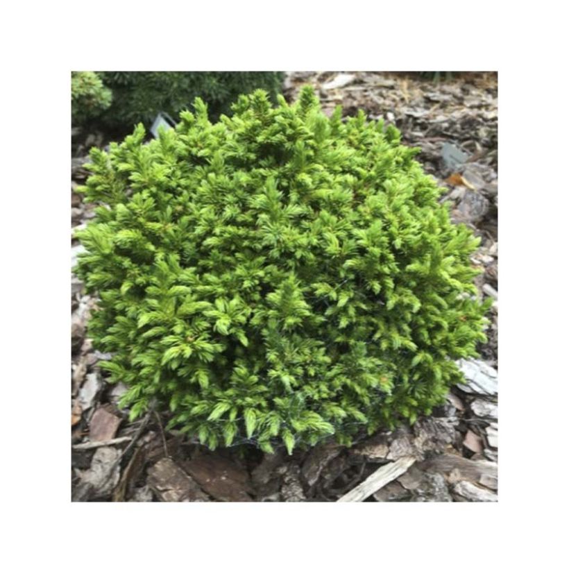 Sugi Green Pearl (Lehvistö)