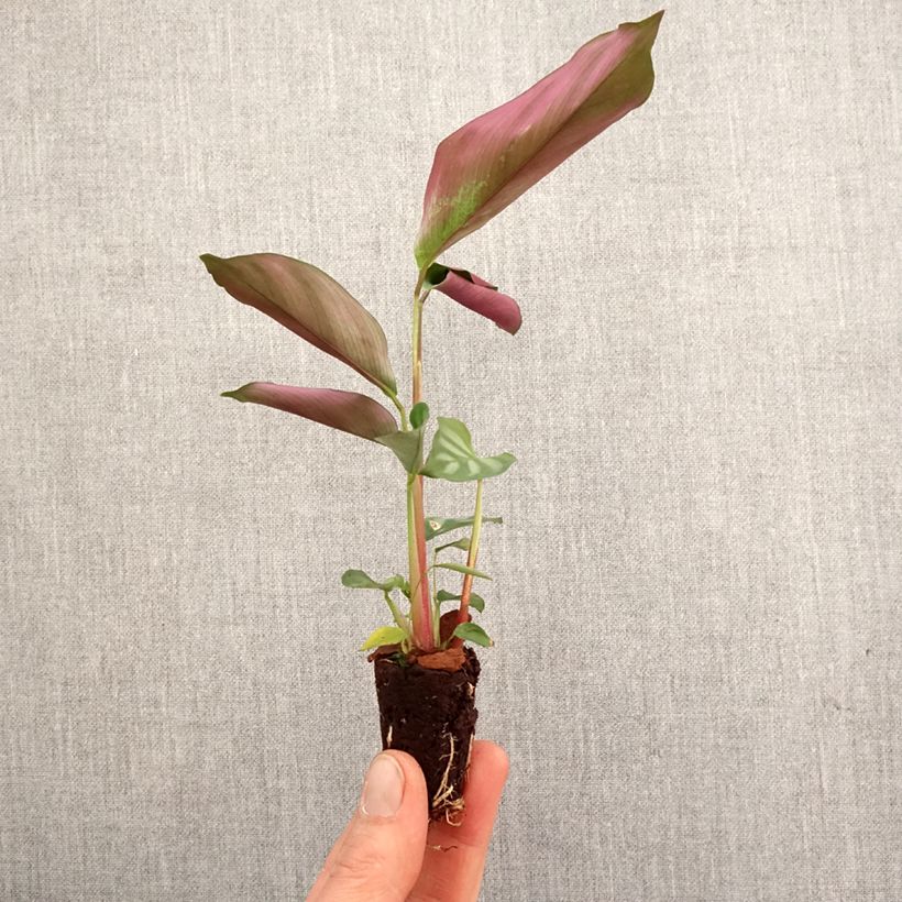 Esimerkki keväällä toimitetusta Ctenanthe oppenheimiana Mini-plante-taimesta