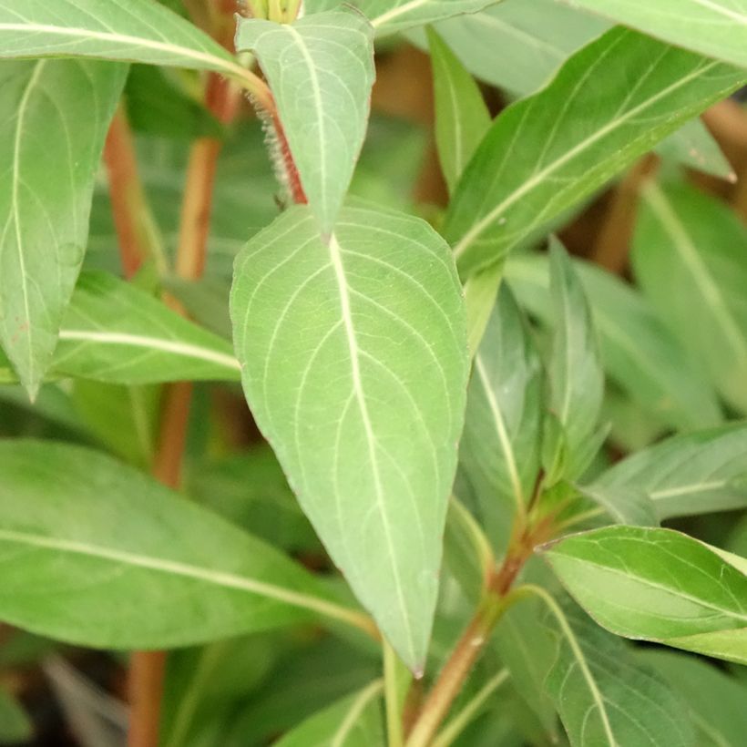 Helotulitorvi - Cuphea micropetala (Lehvistö)