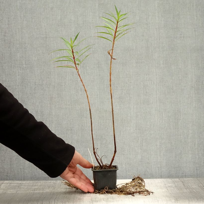 Esimerkki syksyllä toimitetusta Helotulitorvi - Cuphea micropetala 8/9 cm taimiruukku-taimesta
