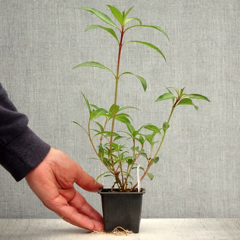 Esimerkki kesällä toimitetusta Helotulitorvi - Cuphea micropetala 8/9 cm taimiruukku-taimesta