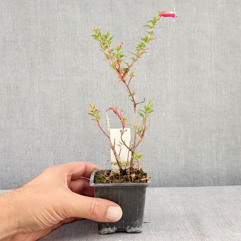 Esimerkki kesällä toimitetusta Tulitorvi Twinkle Pink 8/9 cm taimiruukku-taimesta