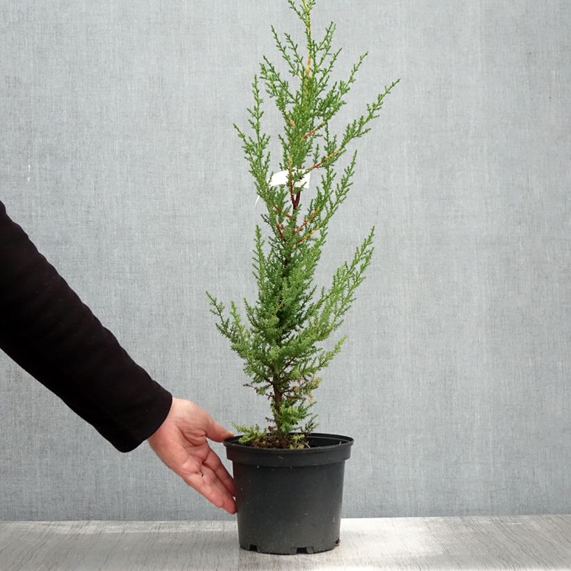 Esimerkki syksyllä toimitetusta Montereynsypressi - Cupressus macrocarpa 2 litran/3 litran ruukku-taimesta