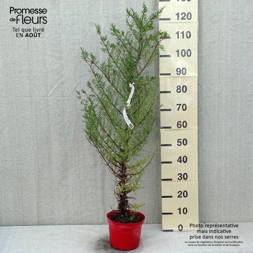 Esimerkki kesällä toimitetusta Montereynsypressi - Cupressus macrocarpa Ruukku 2L / 3L-taimesta