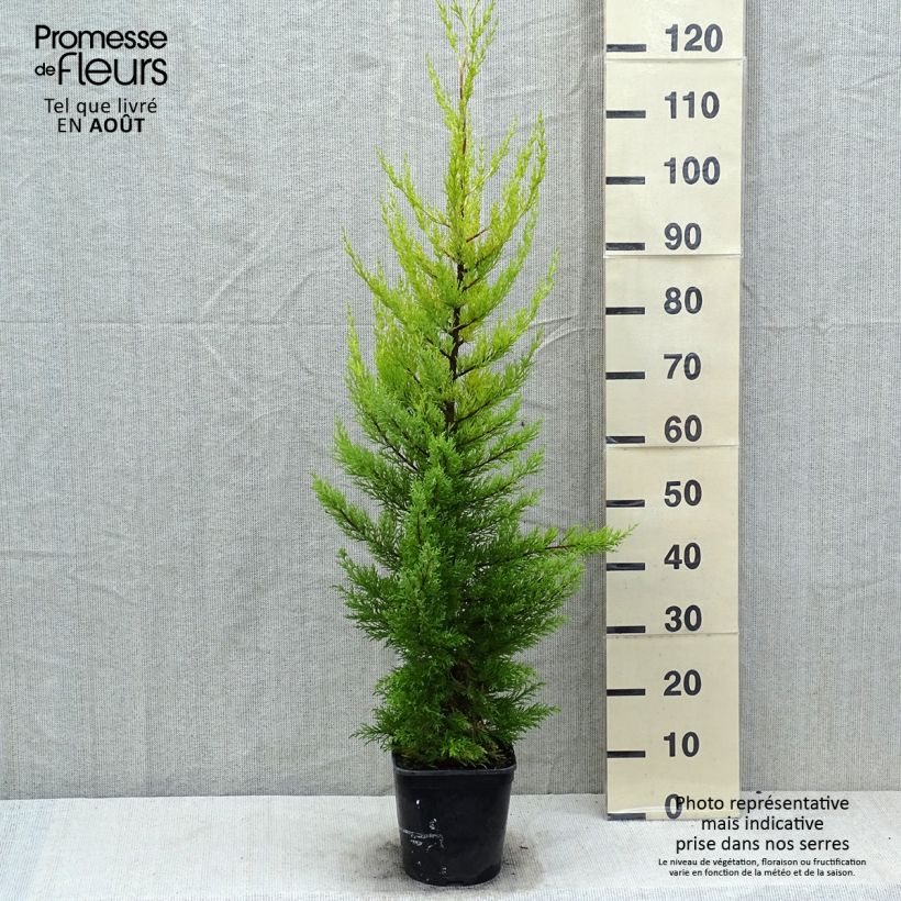 Esimerkki kesällä toimitetusta Montereynsypressi Goldcrest Pot de 4L/5L-taimesta