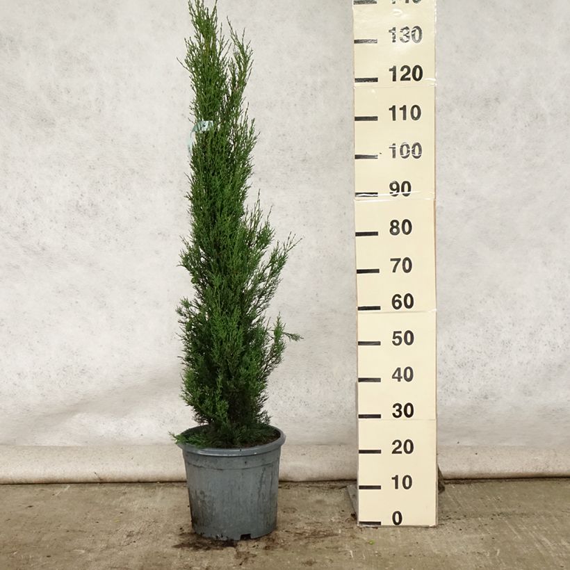 Esimerkki kesällä toimitetusta Välimerensypressi - Cupressus sempervirens var. stricta Pot de 7,5L/10L-taimesta