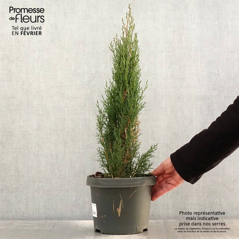 Esimerkki talvella toimitetusta Välimerensypressi Totem Pot de 4L/5L-taimesta