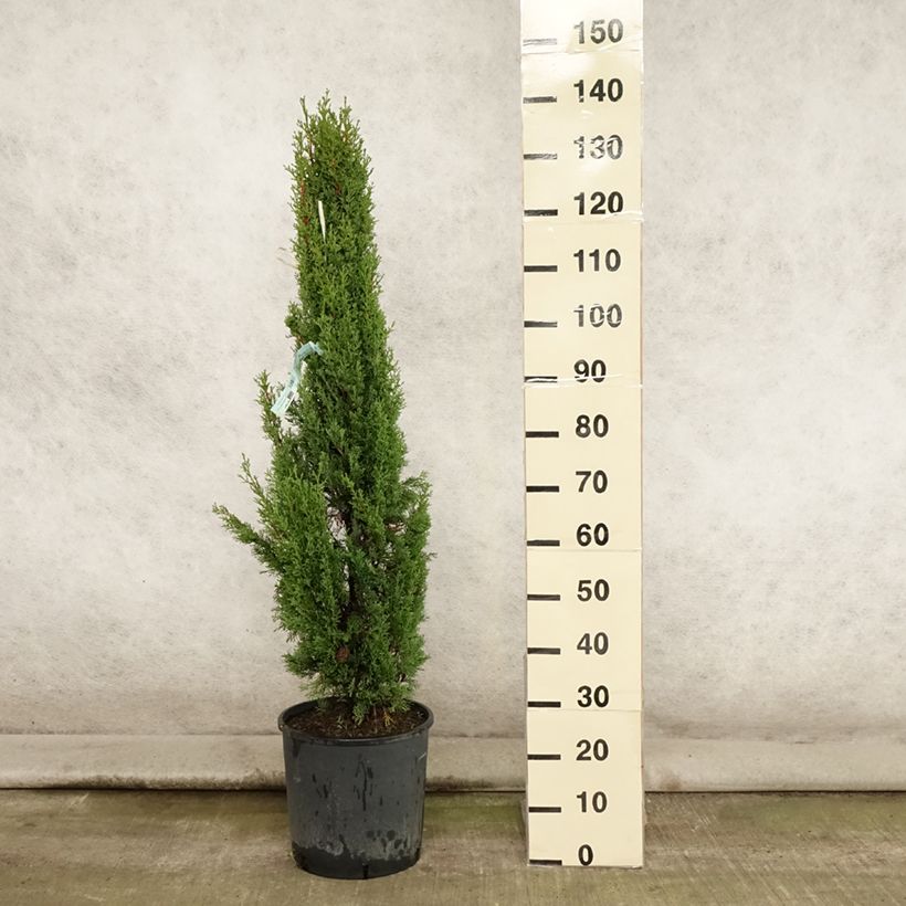 Esimerkki kesällä toimitetusta Välimerensypressi Totem Pot de 7,5L/10L-taimesta