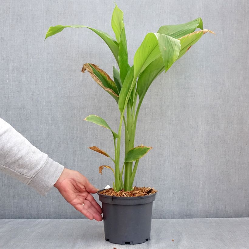 Esimerkki syksyllä toimitetusta Maustekurkuma - Curcuma longa 2 litran/3 litran ruukku-taimesta