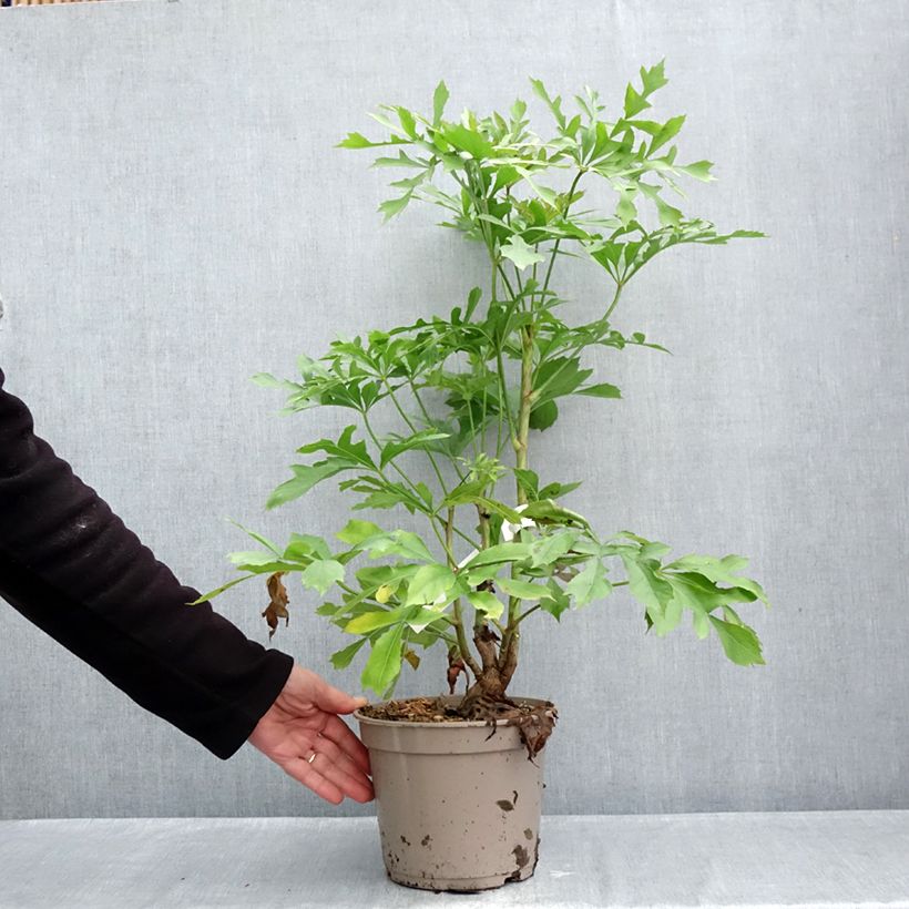 Esimerkki syksyllä toimitetusta Cussonia spicata 4 litran/5 litran ruukku-taimesta