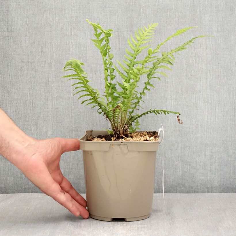 Esimerkki kesällä toimitetusta Saniaispuu - Cyathea cooperi Pot de 2L/3L-taimesta