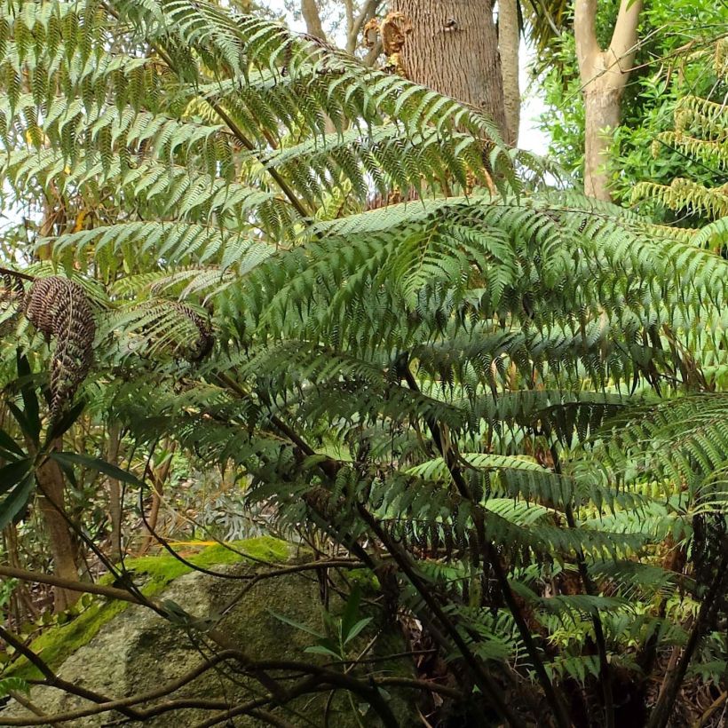 Saniaispuu - Cyathea dealbata (Lehvistö)