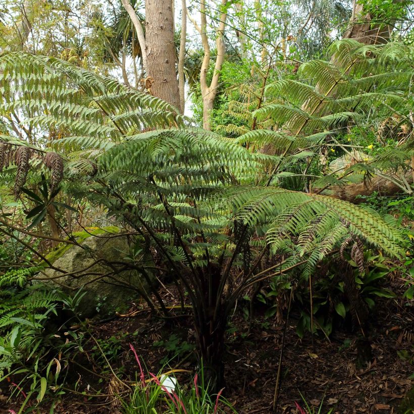 Saniaispuu - Cyathea dealbata (Kasvutapa)