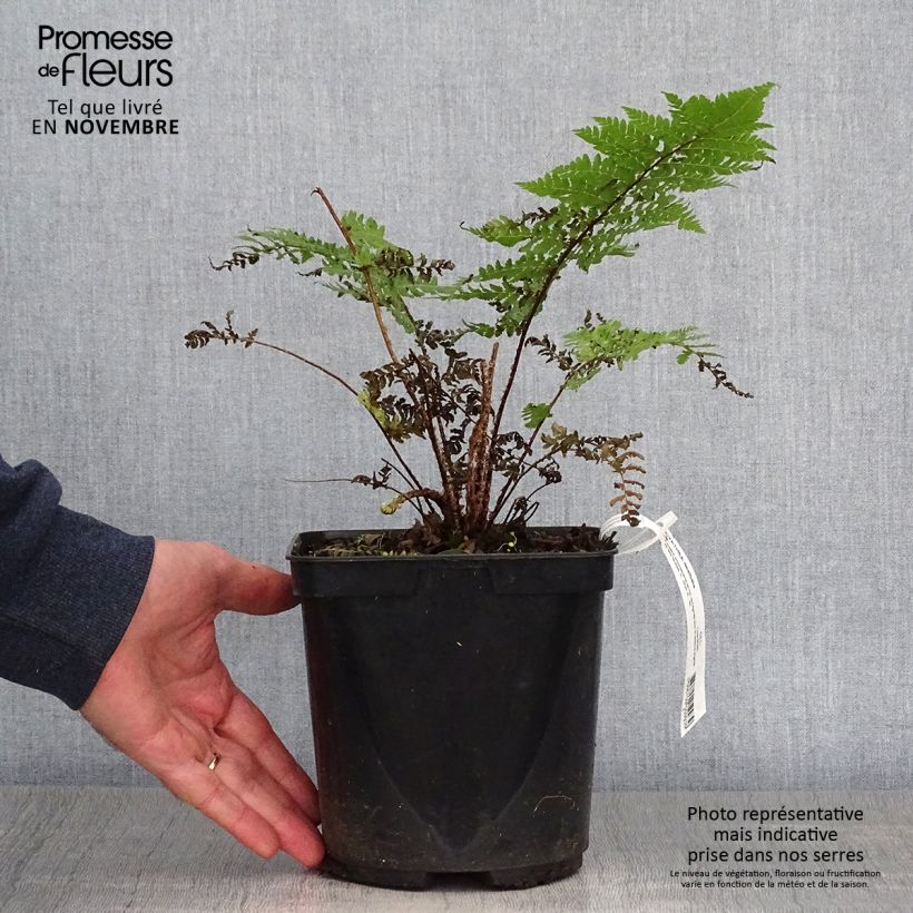 Esimerkki syksyllä toimitetusta Saniaispuu - Cyathea dealbata 2 litran/3 litran ruukku-taimesta
