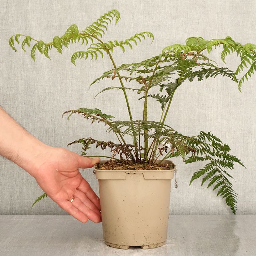 Esimerkki keväällä toimitetusta Saniaispuu - Cyathea dealbata Pot de 2L/3L-taimesta