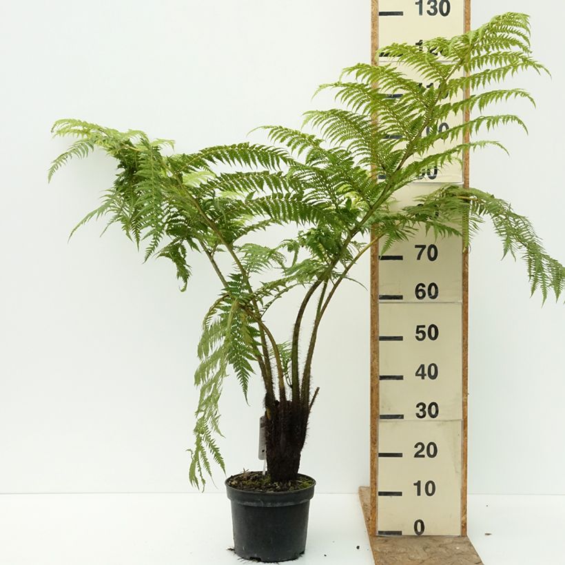 Esimerkki kesällä toimitetusta Saniaispuu - Cyathea lunulata 4 litran/5 litran ruukku-taimesta