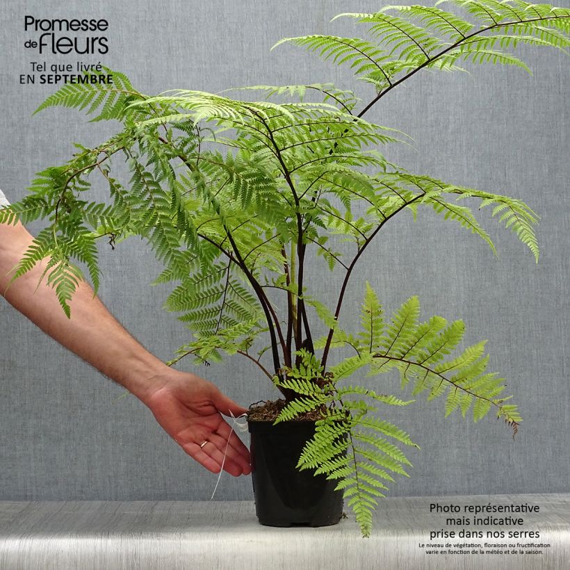 Esimerkki syksyllä toimitetusta Saniaispuu - Cyathea medullaris 2 litran/3 litran ruukku-taimesta