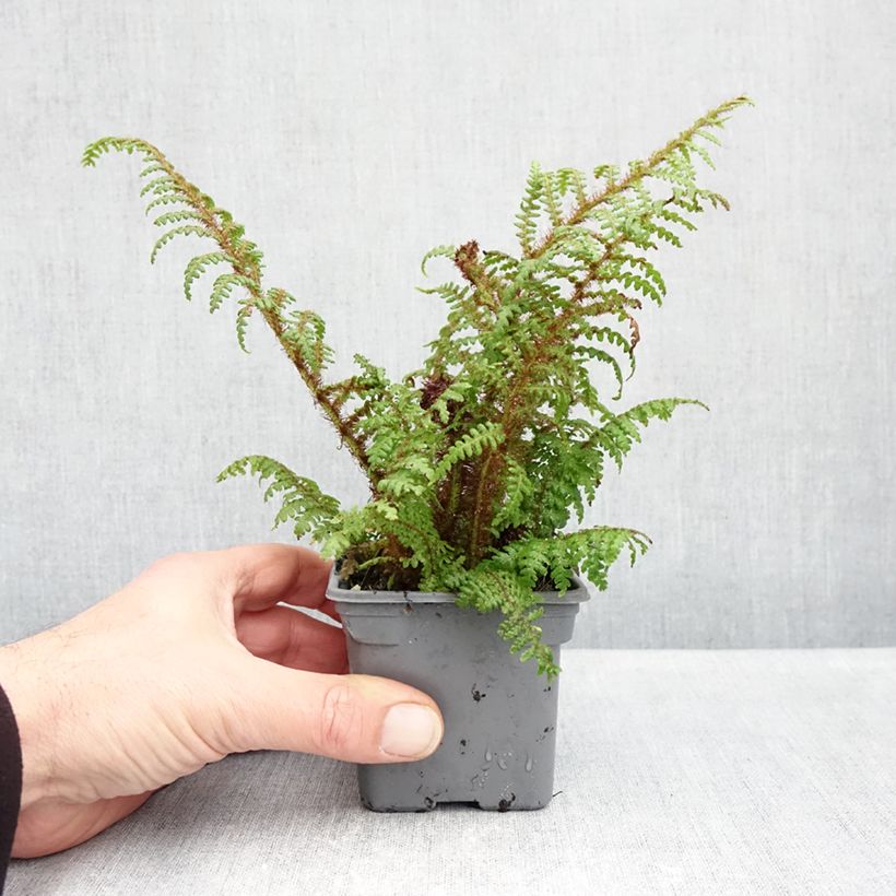 Esimerkki syksyllä toimitetusta Saniaispuu - Cyathea tomentosissima 8/9 cm taimiruukku-taimesta