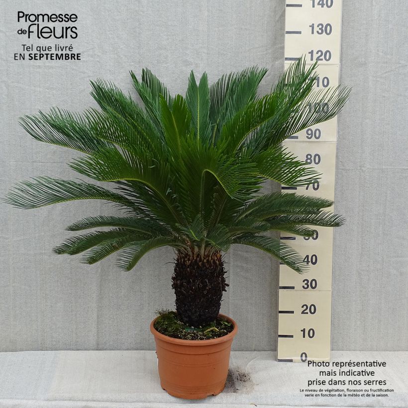 Esimerkki syksyllä toimitetusta Japaninkruunukävykki - Cycas revoluta 7,5 litran / 10 litran ruukku-taimesta
