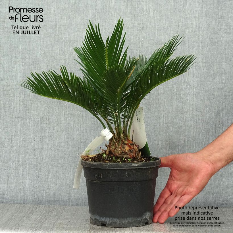 Esimerkki kesällä toimitetusta Japaninkruunukävykki - Cycas revoluta 2 litran/3 litran ruukku-taimesta