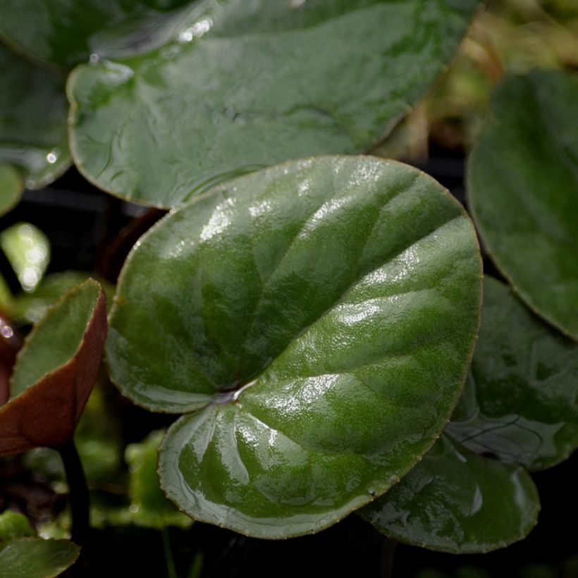 Balkaninsyklaami Album valkoinen (Foliage)