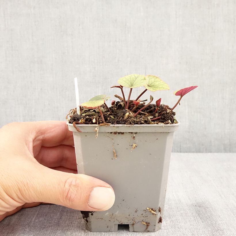 Esimerkki kesällä toimitetusta Balkaninsyklaami blanc feuillage vert Godet de 8/9 cm-taimesta