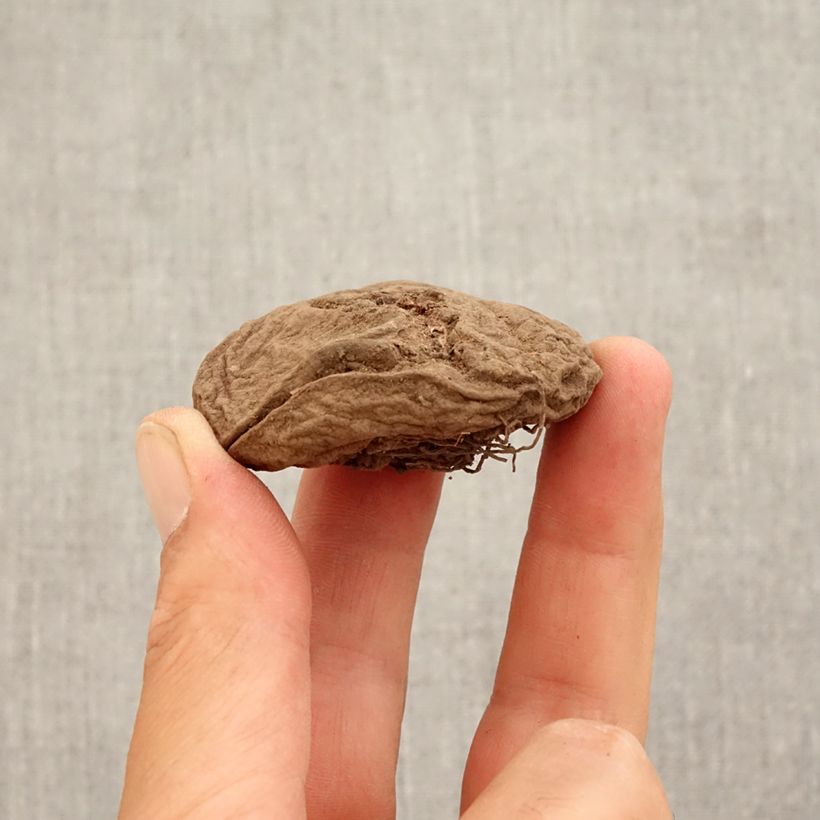 Esimerkki syksyllä toimitetusta Cyclamen coum Bulbe size 15+-taimesta