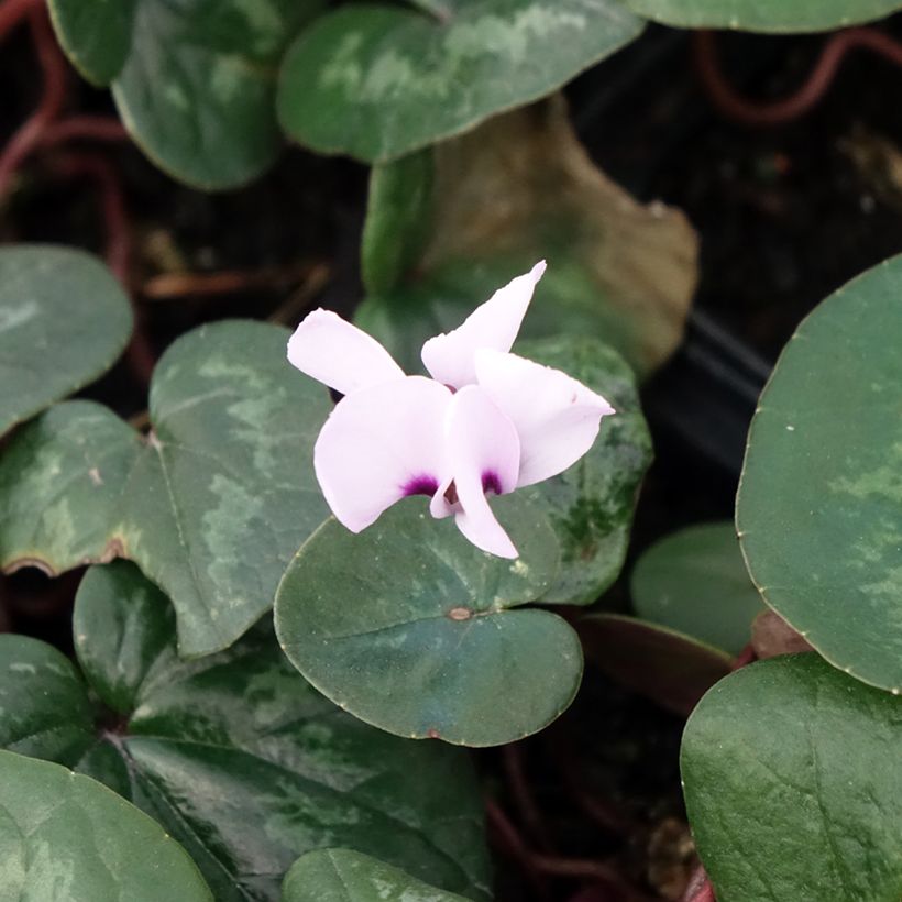Balkaninsyklaami vaaleanpunainen - Cyclamen coum (Kukinta)