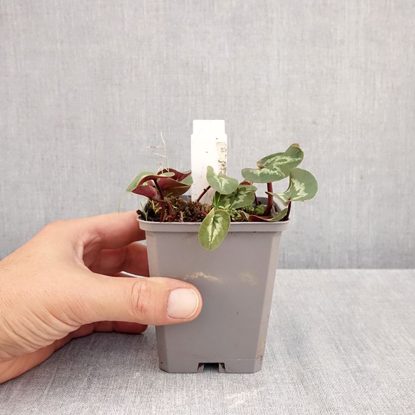 Esimerkki syksyllä toimitetusta Balkaninsyklaami rose feuillage marbré 8/9 cm taimiruukku-taimesta