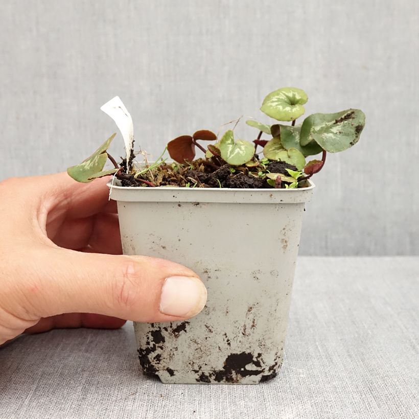 Esimerkki kesällä toimitetusta Balkaninsyklaami rose feuillage marbré 8/9 cm taimiruukku-taimesta