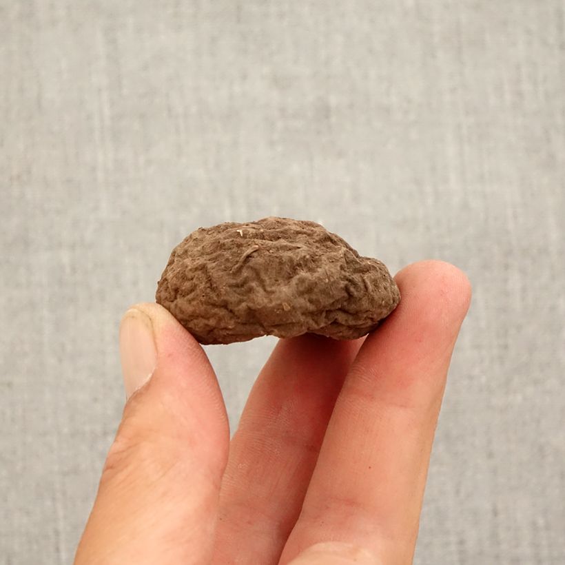 Esimerkki syksyllä toimitetusta Murattisyklaami - Cyclamen hederifolium Bulbe size 10+-taimesta