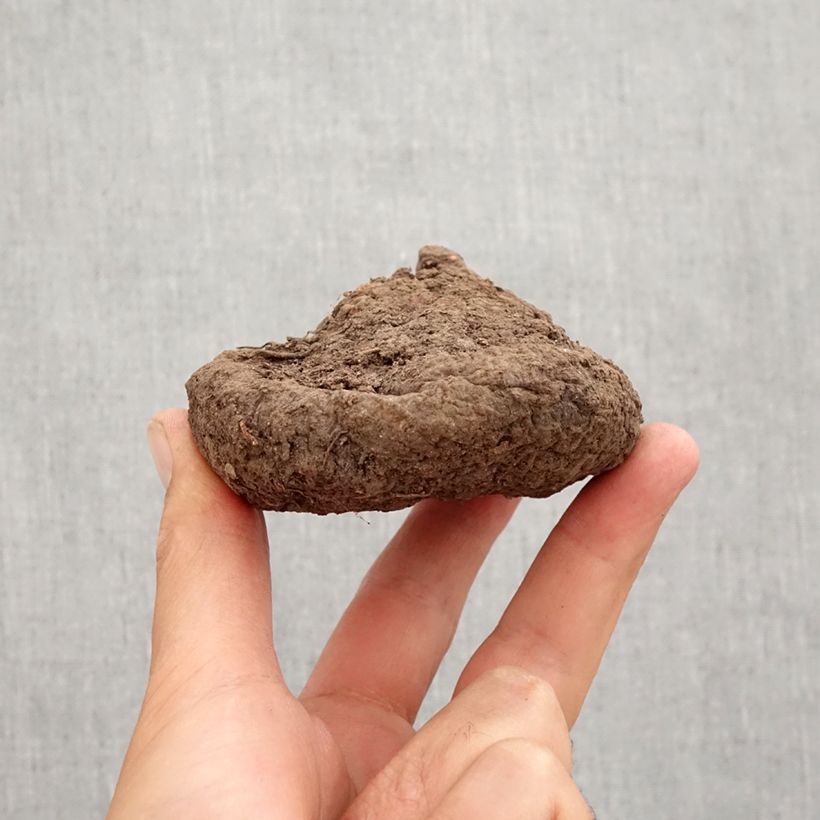 Esimerkki syksyllä toimitetusta Murattisyklaami - Cyclamen hederifolium Bulbe size 25/30-taimesta