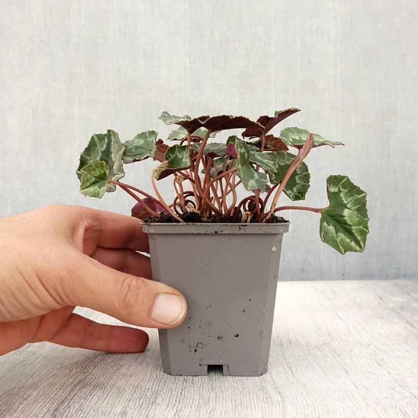 Esimerkki syksyllä toimitetusta Murattisyklaami - Cyclamen hederifolium 7/8 cm taimiruukku-taimesta