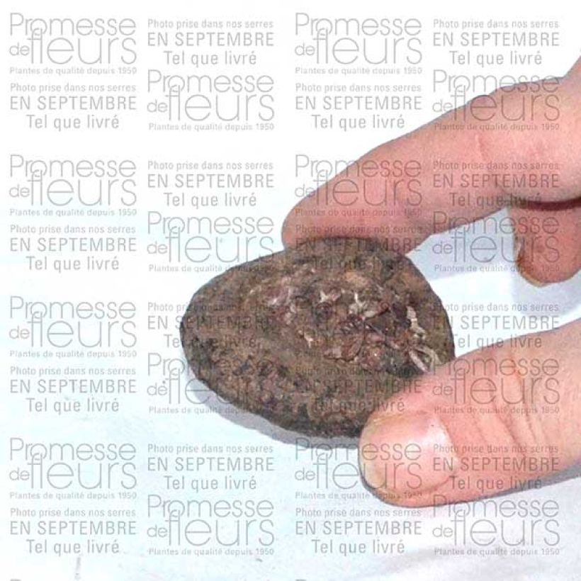 Esimerkki toimitetusta Syklaami - Cyclamen persicum Bulbe size I-taimesta
