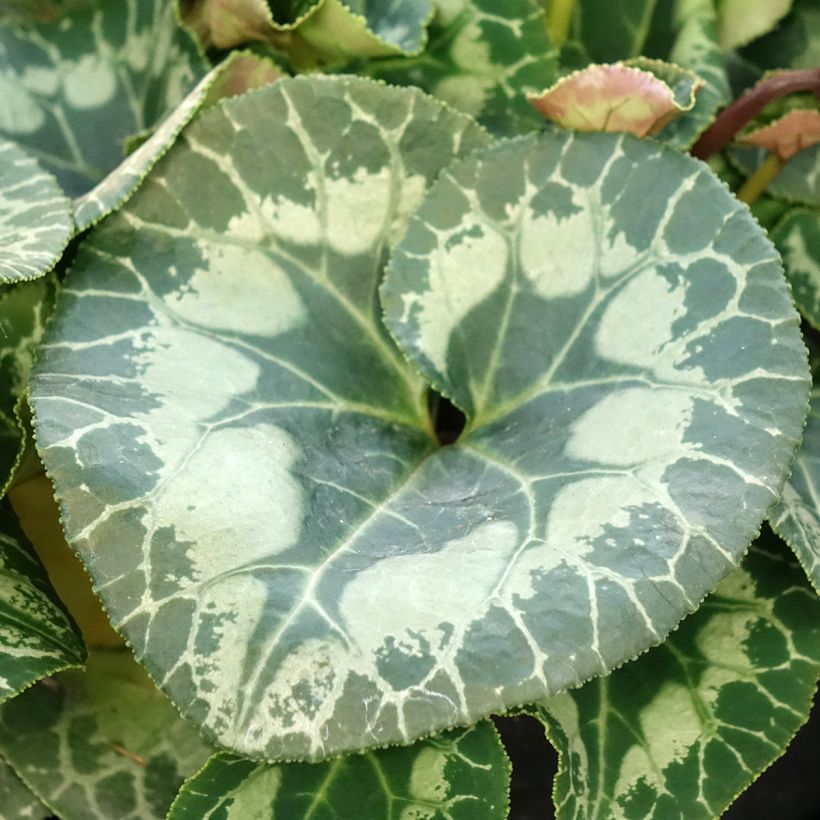 Syklaami blanc (Lehvistö)