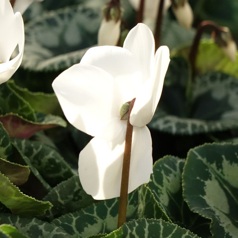Syklaami blanc (Kukinta)