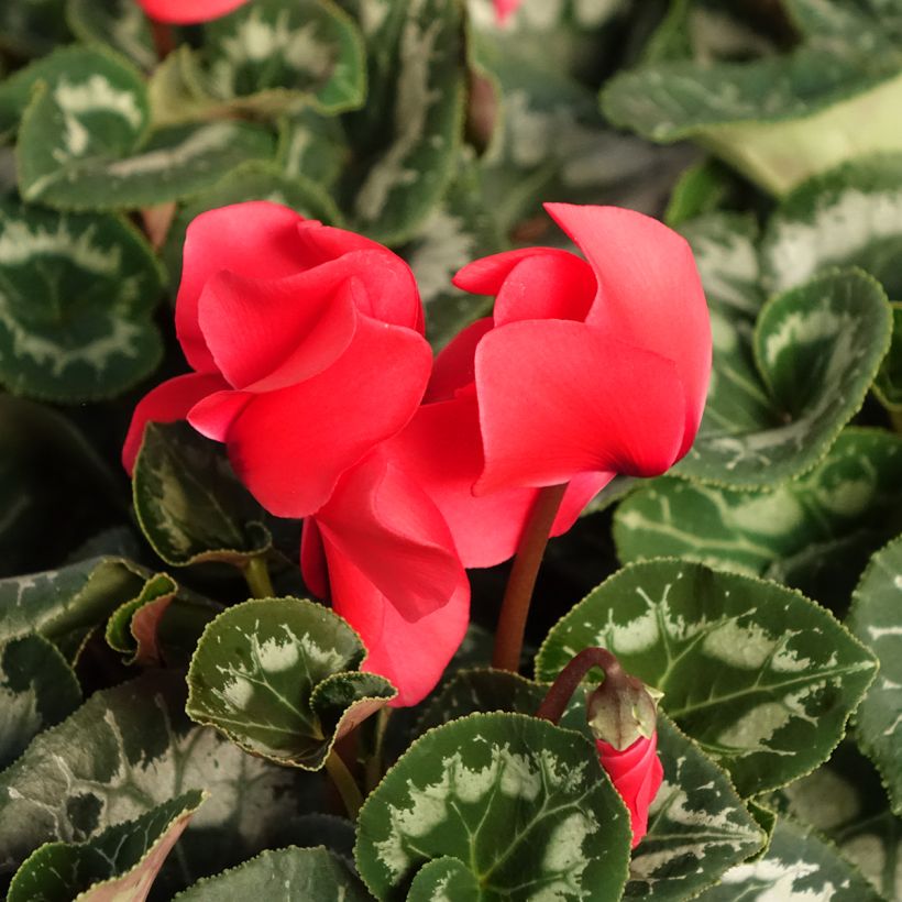 Syklaami rouge (Kukinta)