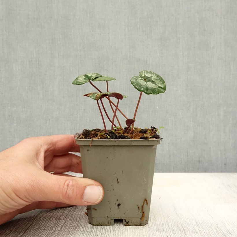 Esimerkki syksyllä toimitetusta Turkinsyklaami - Cyclamen pseudibericum 8/9 cm taimiruukku Koko 9-taimesta
