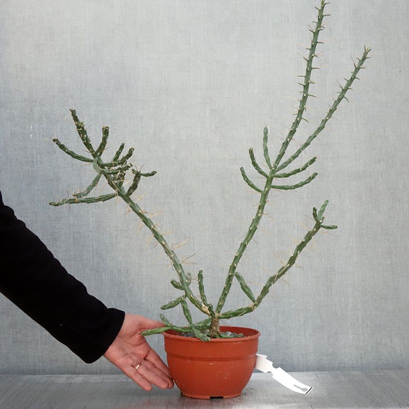 Esimerkki syksyllä toimitetusta Cylindropuntia kleiniae 2 litran/3 litran ruukku-taimesta