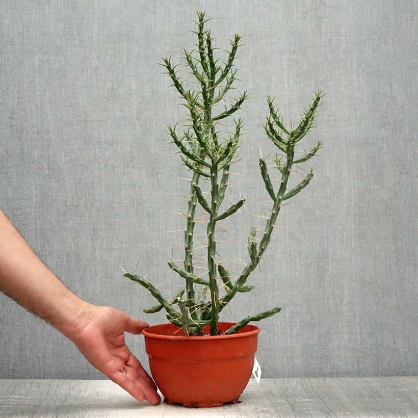 Esimerkki kesällä toimitetusta Cylindropuntia kleiniae 2 litran/3 litran ruukku-taimesta