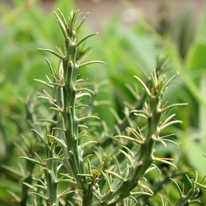 Cylindropuntia kleiniae (Lehvistö)